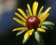 black eyed susan