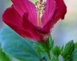 blooming hibiscus
