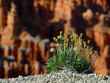 bryce 6 bg 070403