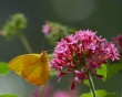 butterfly flower