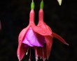 columbine bg 092902