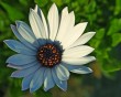 daisy 5