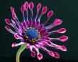 daisy 6