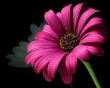 daisy pollen