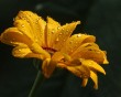 daisy with raindrops