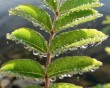 dew on rowen leaves