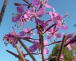 fireweed