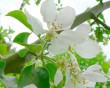 flowering tree 2