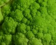 fractal cabbage 1 bg 020703