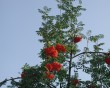 fruit tree sky
