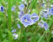 germander speedwell