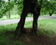 hole tree