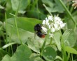 humble bee