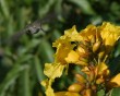 hummingbird 3