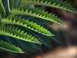 jagged leaves