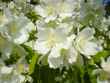 jasmine bush
