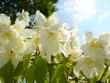 jasmine bush 2
