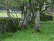 knocknara 2