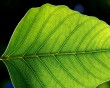 leaf 1 bg 010503