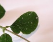 leaves water drops 2