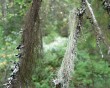 lichens