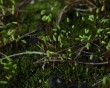 moss 3