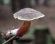 mushroom 2