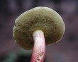 mushroom 3
