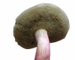 mushroom 5
