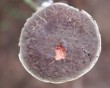 mushroom top