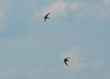 pair of flying swallows