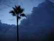 palm tree