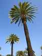palm trees 2