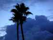 palm trees 3