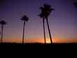 palm trees and sunrise