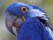 parrot 1 bg 020203