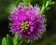 pink flower