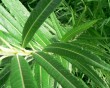 sharp leaves