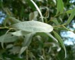 silver furred leaves