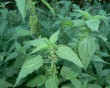 stinging nettles