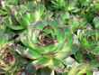 succulents