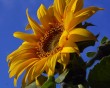 sunflower bg 052204
