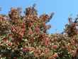tree with red berries
