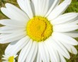 white daisy