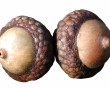 acorn.jpg