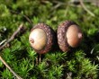 acorns-1