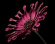african-daisy-2.jpg