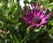african-daisy.jpg