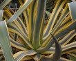 agave-cactus.jpg