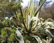agave.jpg
